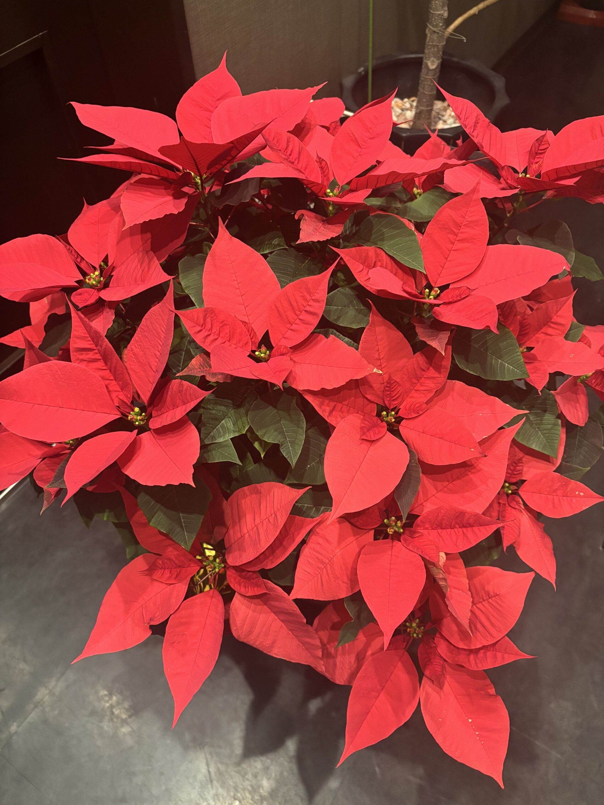 とても立派なポインセチアがお出迎え致します☆(西梅田/梅田/北新地)